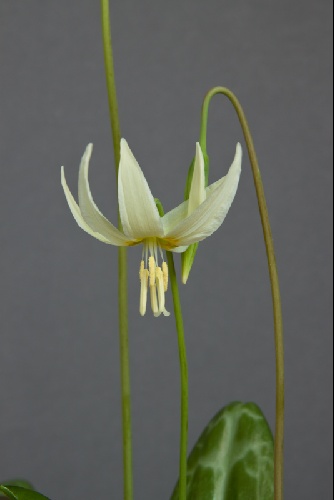 Erythronium klamathense